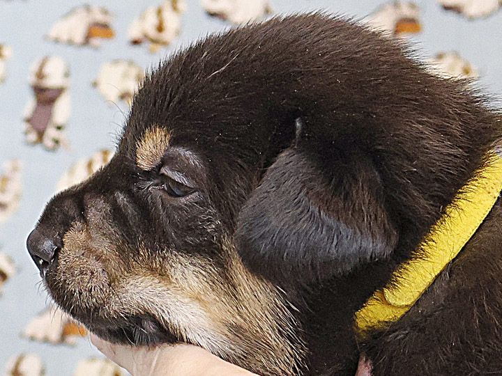 chinook puppy